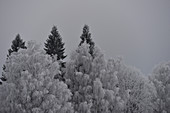 Bäume voller Rauhreif vor grauem Winterhimmel, Dorotea, Västerbottens Län, Schweden