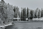 A river with snow-covered trees in winter at Avaträsk, Västerbottens Län, Sweden