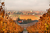 Blick aus den Weinbergen bei Rödelsee, Kitzingen, Unterfranken, Franken, Bayern, Deutschland, Europa