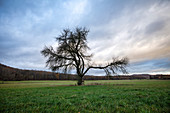 Obstbaum bei Birklingen, Iphofen, Kitzingen, Unterfranken, Franken, Bayern, Deutschland, Europa