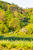 Cows on pasture, Ziegenbach, Markt Bibart, Neustadt an der Aisch, Middle Franconia, Franconia, Bavaria, Germany, Europe