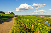 The Vogelsburg near Volkach, Kitzingen, Lower Franconia, Franconia, Bavaria, Germany, Europe
