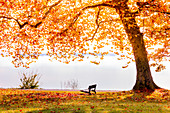Herbstfärbung am Starnberger See, Tutzing, Bayern, Deutschland