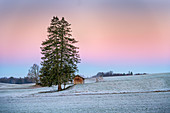 Lonely tree at sunrise on a frosty autumn day ,monthshausen, Bavaria, Germany