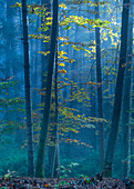 Herbstfärbung im Morgennebel, Ostersee, Iffeldorf, Deutschland