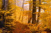 Goldener Oktober im Wald mit Buchen, Baierbrunn, Oberbayern, Bayern, Deutschland, Europa