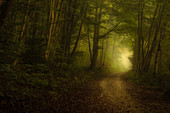 Morning mist in the beech forest, Bavaria, Germany, Europe