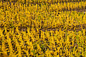 October afternoon in the vineyards near Winningen, Rhineland Palatinate, Germany, Europe