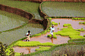 Rice terraces at Ambalavao, highlands, Madagascar, Africa