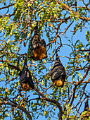 Flughunde in Tamarindenbaum, Pteropus rufus, Berenty Reservat, Süd-Madagaskar, Afrika