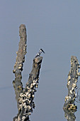 Gambia; am Bintang Bolong; Graufischer auf Holzpfahl; beobachtet das Wasser; am Holzpflock haften Austern