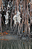 Gambia; Western Region; am Bintang Bolong; an den Luftwurzeln der Mangroven wachsen Austern