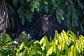 Gambia; Central River Region; Chimpanzee on the riverside; Chimpanzee rehabilitation center on the Gambia River near Kuntaur; Part of the Gambia River National Park