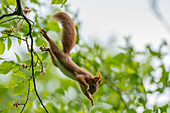 Red squirrel jump daringly from the tree into the depths, Germany, Brandenburg