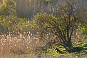 Rotfuchs sitzt unter einem Baum und rwacht über sein Revier, Deutschland, Brandenburg