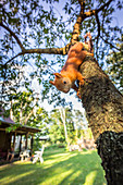 Portrait of rescued baby squirrel foundling sitting on a branch, Germany, Brandenburg