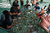 Korallen werden im Rahmen des Programms der "Association of Coral Gardeners" in der Lagune von Moorea angepflanzt, Windward Islands, Französisch-Polynesien, Südpazifik