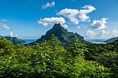 Opunohu Bay (left) and Cook's Bay (right) seen from Belvedere Lookout, Moorea, Windward Islands, French Polynesia, South Pacific