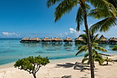 Kokospalmen am Strand und Überwasserbungalows des Hilton Moorea Lagoon Resort & Spa, Moorea, Windward Islands, Französisch-Polynesien, Südpazifik