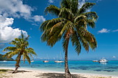 Kokospalmen am Strand bei Opunohu Bay mit Segelbooten in der Lagune von Moorea, Moorea, Windward Islands, Französisch-Polynesien, Südpazifik