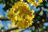 Herrlicher gelb blühender Baum, Taiohae, Nuku Hiva, Marquesas-Inseln, Französisch-Polynesien, Südpazifik