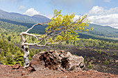 Birke (Betula pendula), Ätna, Monti Sartorius, Sizilien, Italien