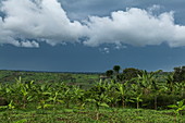Bananenbäume, fruchtbare Felder und Gewitterwolken, nahe Rwamagana, Eastern Province, Ruanda, Afrika