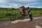 Man pushes bicycle with collected firewood along dirt road in grasslands, near Akagera National Park, Eastern Province, Rwanda, Africa