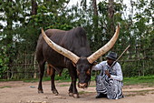 Inyambo (heilige) Kuh mit riesigen Hörnern und Hüter im Garten des Königspalast Museum von Mutara III Rudahigwa von 1931, Nyanza, Southern Province, Ruanda, Afrika 