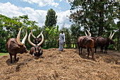 Inyambo (heilige) Kühe mit riesigen Hörnern und Hüter im Garten des Königspalast Museum von Mutara III Rudahigwa von 1931, Nyanza, Southern Province, Ruanda, Afrika 