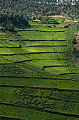 View over tea plantation on hillside, near Mudasomwa, Southern Province, Rwanda, Africa