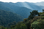 Blick auf Bäume und Berge vom Canopy Walkway, Nyungwe Forest National Park, Western Province, Ruanda, Afrika