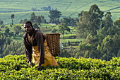 Man with basket harvests tea leaves in tea plantation, near Gisakura, Western Province, Rwanda, Africa