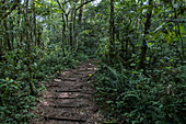 Pfad durch üppigen Dschungel während einer Schimpansen Entdeckungswanderung im Cyamudongo Forest, Nyungwe Forest National Park, Western Province, Ruanda, Afrika