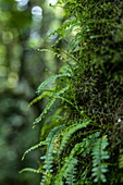 Detail of delicate ferns on tree in the jungle during a chimpanzee discovery hike in Cyamudongo Forest, Nyungwe Forest National Park, Western Province, Rwanda, Africa