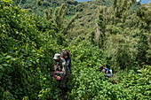 Ranger Guides und Besucher manövrieren ihren Weg durch dichten Dschungel während eines Trekking Ausflug zur Sabyinyo Gruppe von Gorillas, Volcanoes National Park, Northern Province, Ruanda, Afrika