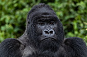 Silverback Guhonda ist über 30 Jahre alt, zwei Meter groß, wiegt mehr als 200 kg und ist der unbestrittene Anführer der Sabyinyo Gruppe von Gorillas im Volcanoes National Park, Northern Province, Ruanda, Afrika