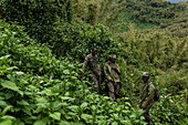 Ranger Guides und Tracker während eines Trekking Ausflug zur Sabyinyo Gruppe von Gorillas, Volcanoes National Park, Northern Province, Ruanda, Afrika
