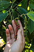 Hand greift frische Pfefferrispe von der Thuan Dong Pepper Farm anfäßt, Cua Can, Insel Phu Quoc, Kien Giang, Vietnam, Asien