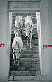 drei indische, heilige Kühe, die eine Treppe in einem Dorf in Rahjastan, Indien, hinuntersteigen