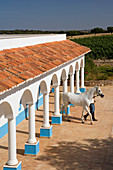 Ein Mann führt ein weißes Pferd aus dem Stall auf einer Farm in Alentejo in Portugal