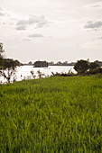 Green field and river cruise ship on the Tonle Sap River, Kampong Tralach, Kampong Chhnang, Cambodia, Asia