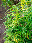 Marihuana-Pflanze in der Rastafari-Gemeinschaft, Blue Mountains, Saint Andrew Parish, Jamaika, Westindische Inseln, Karibik, Mittelamerika