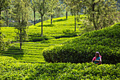 Tea pluckers, Nuwara Eliya, Central Province, Sri Lanka, Asia