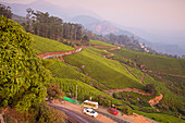 Road winding through Munnar tea estates, Munnar, Kerala, India, Asia