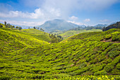 Tea estate near top station, Munnar, Kerala, India, Asia