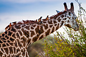Männliche Massai-Giraffe (Giraffa tippelskirchi), Madenhacker (Buphagus erythrorhynchus) an seinem Hals, Tsavo East National Park, Kenia, Ostafrika, Afrika