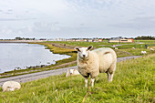 Schaf (Ovis) auf dem Deich, Nordsee, Bensersiel, Ostfriesland, Niedersachsen, Deutschland