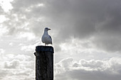 Silbermöwe (Larus argentatus) auf einem Pfahl, Wolken, Neuharlingersiel, Ostfriesland, Niedersachsen, Deutschland