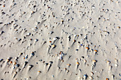 Verwehte Muscheln im Sand, Strand, Wind, Spiekeroog, Ostfriesland, Niedersachsen, Deutschland